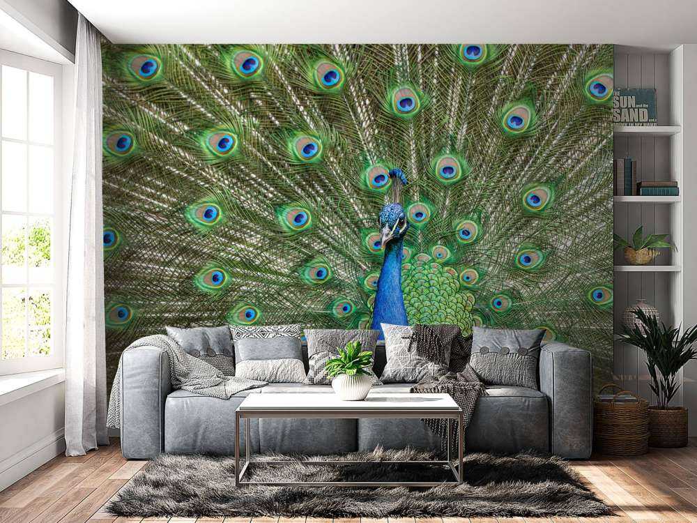 Påfågel med utspända fjädrar