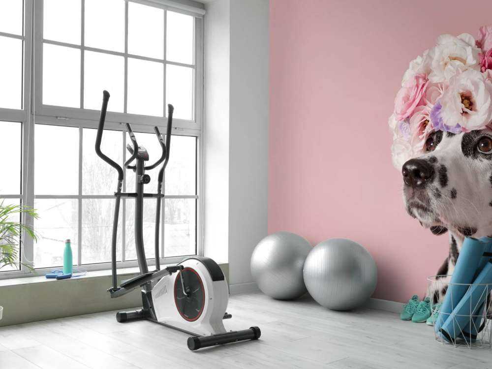 Dalmatinare med färgade blommor