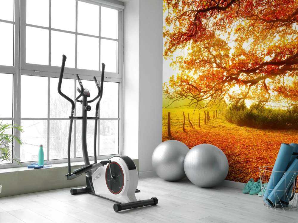 Höstlandskap med skog och äng