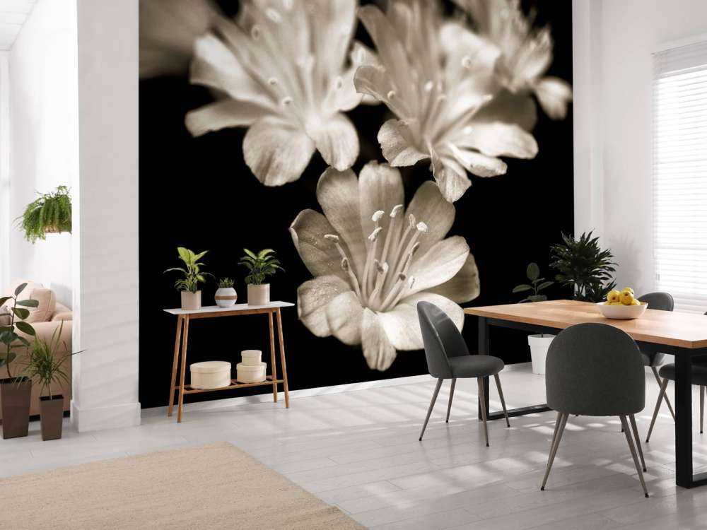 Lewisia-blomma i närbild