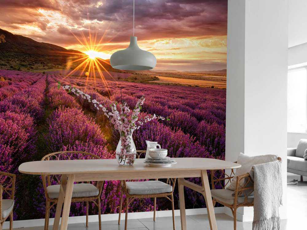 Lavendel under solen