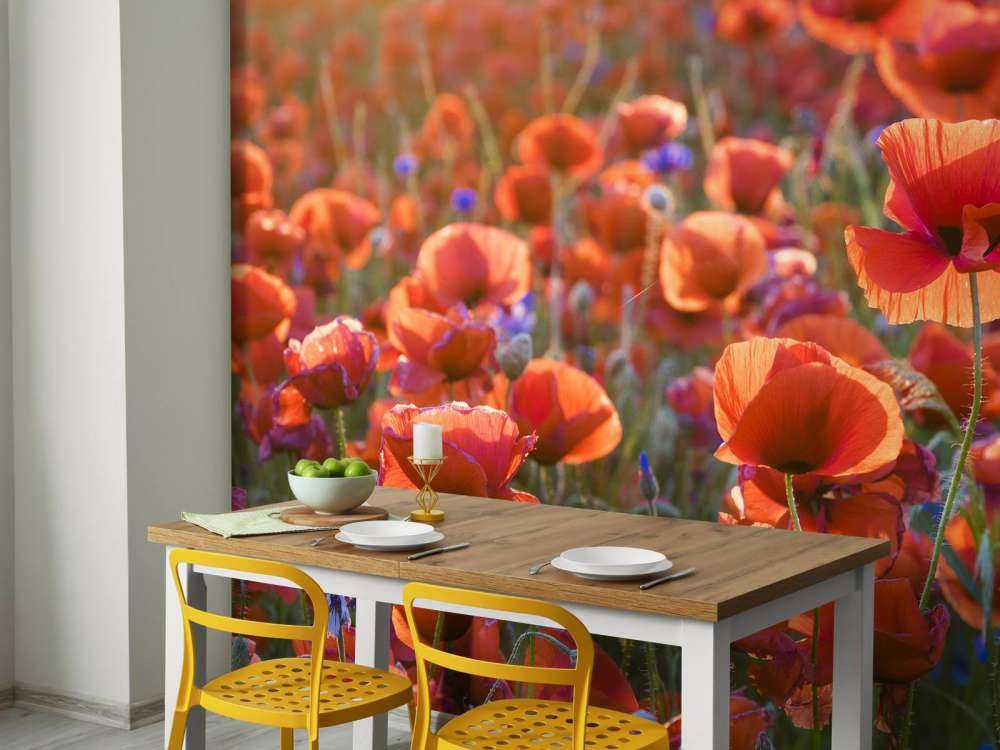 Vallmo i kvällsljuset