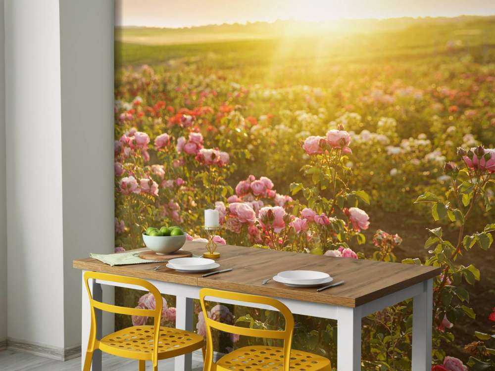 Fält fullt av rosor