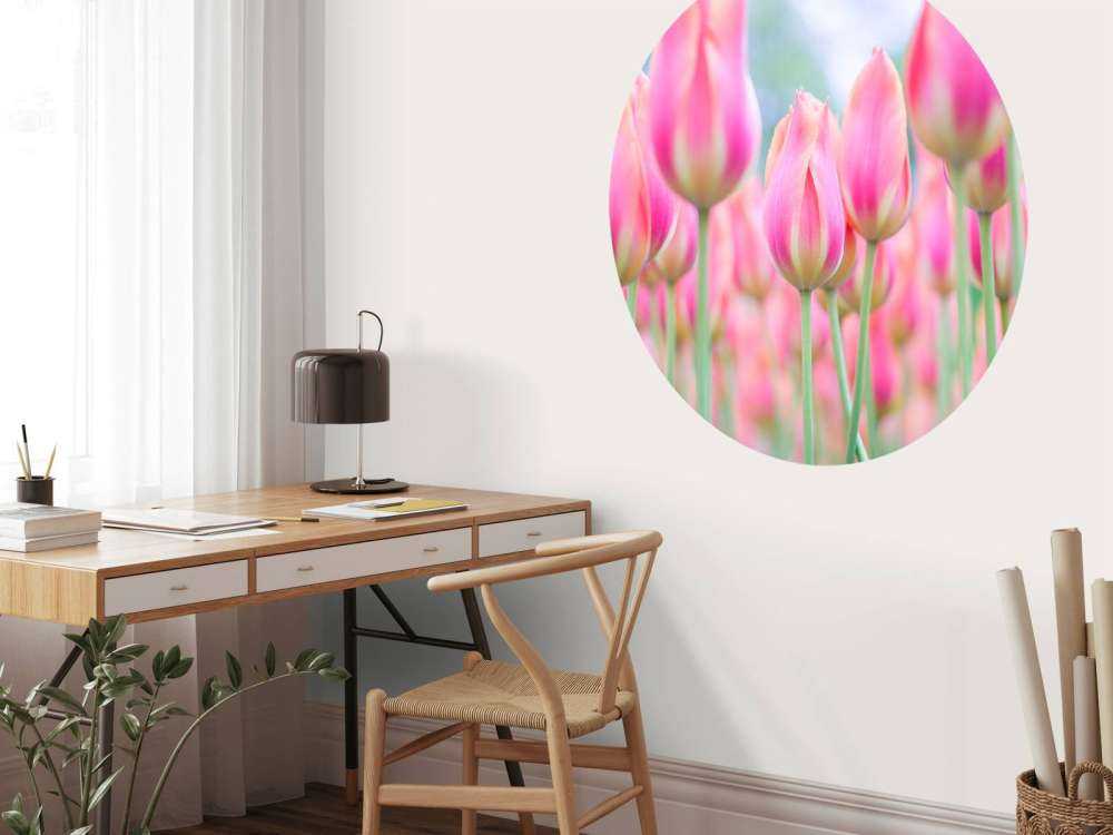 Närbild rosa tulpaner