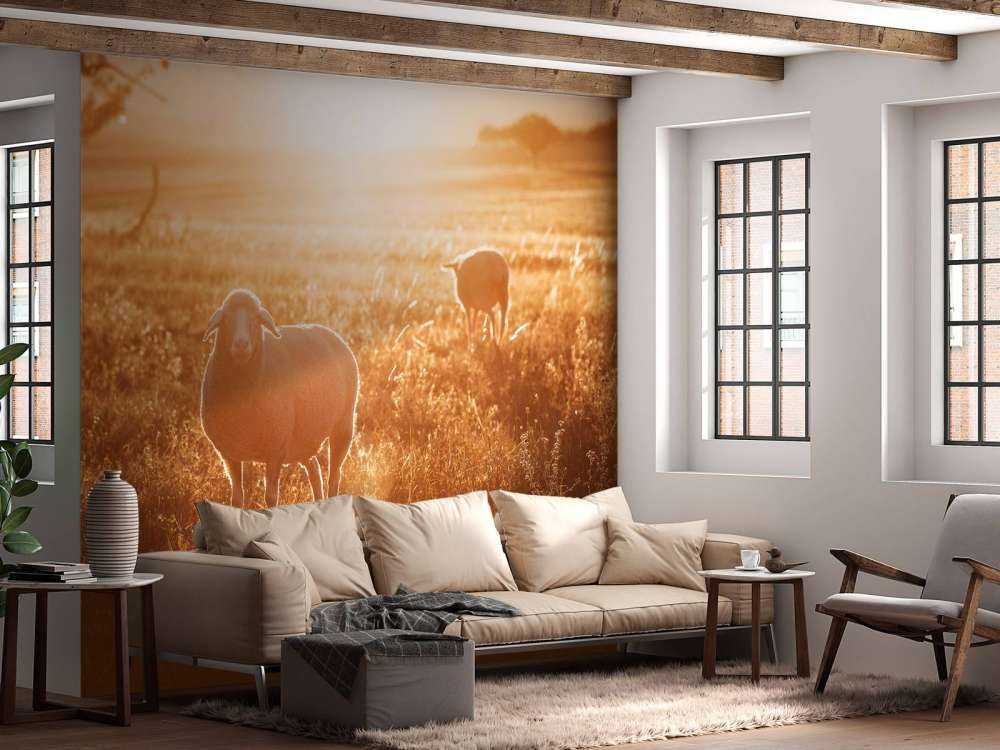 Får i vacker betesmark