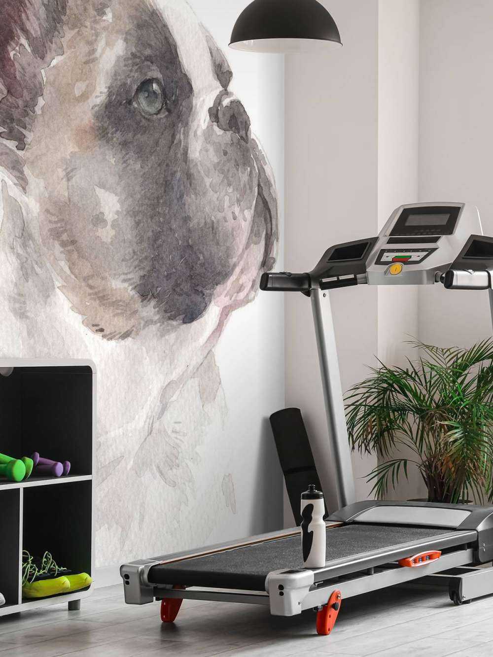 Akvarel fransk bullhund