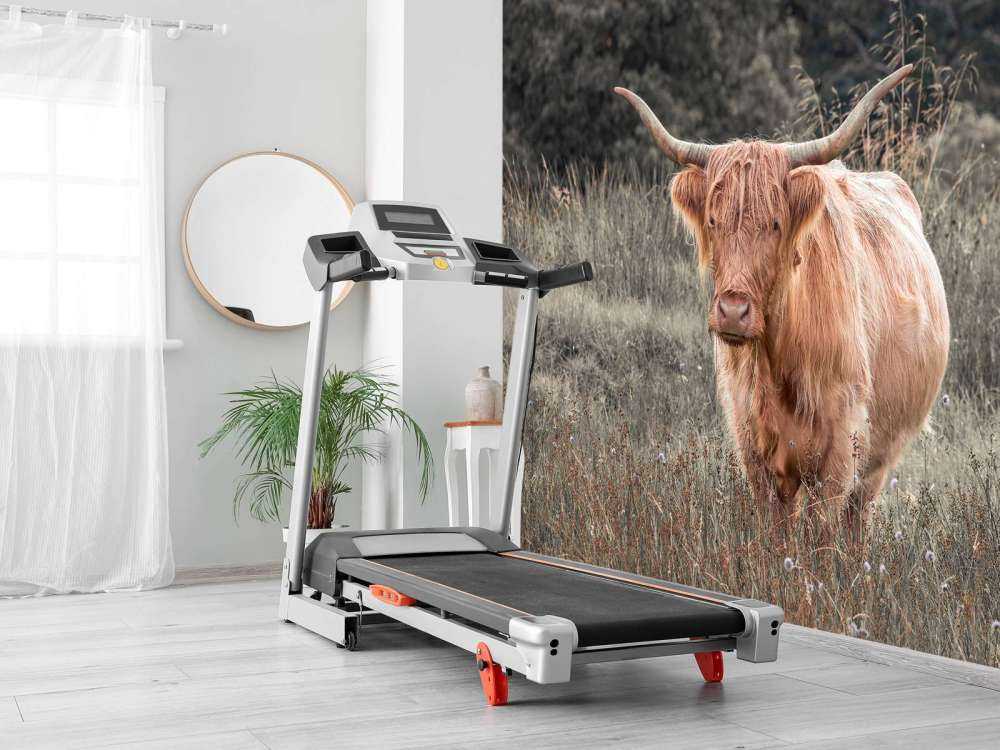 Scottish Highlander i marken