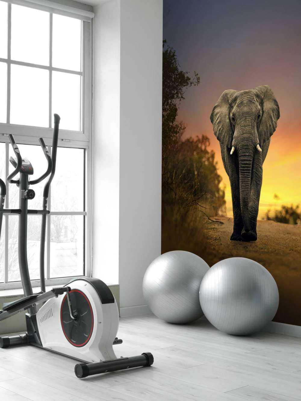 Elefant i solnedgangen