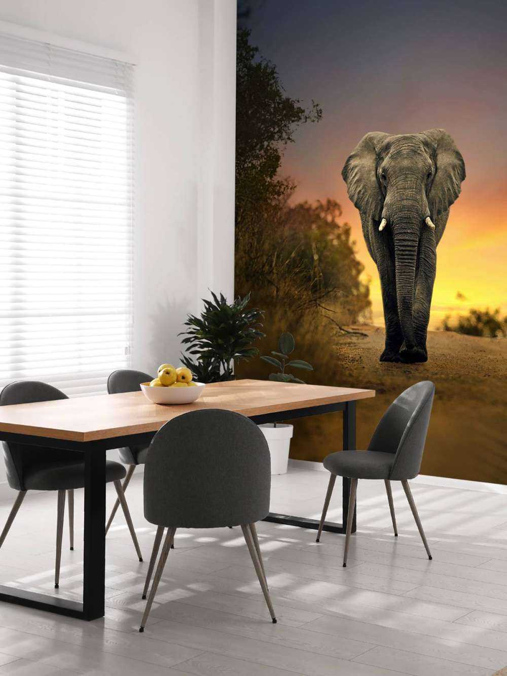 Elefant i solnedgangen