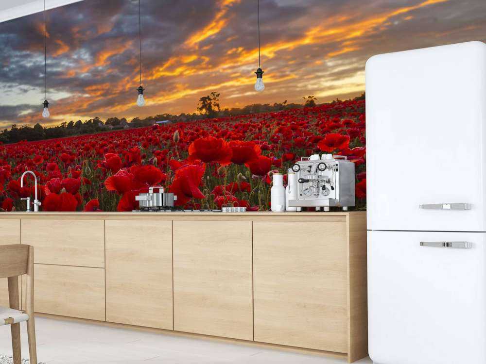 Valmuer mark med smuk himmel