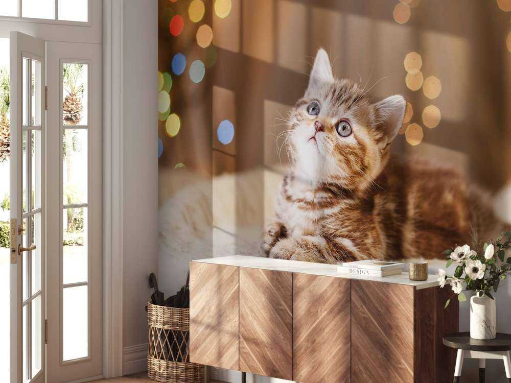 Søt katt