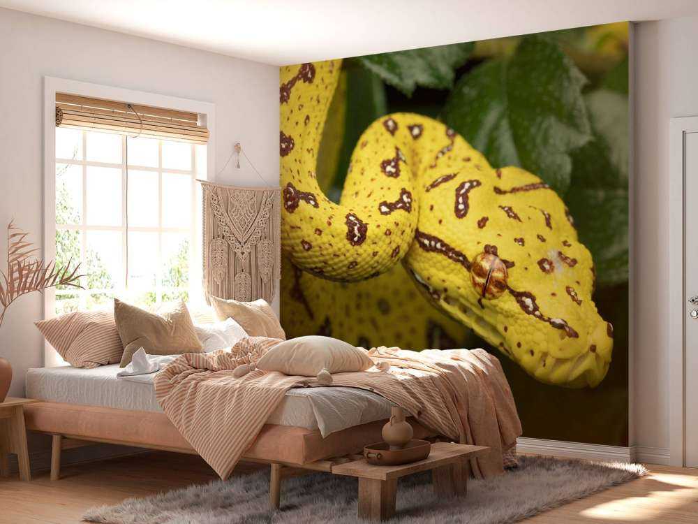Nærbilde Tree Python