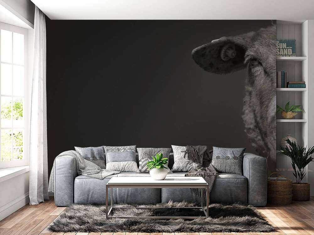 Nærbilde sauer svart og hvitt