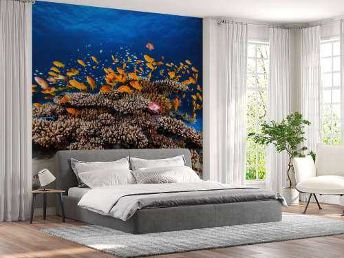 Marine Life