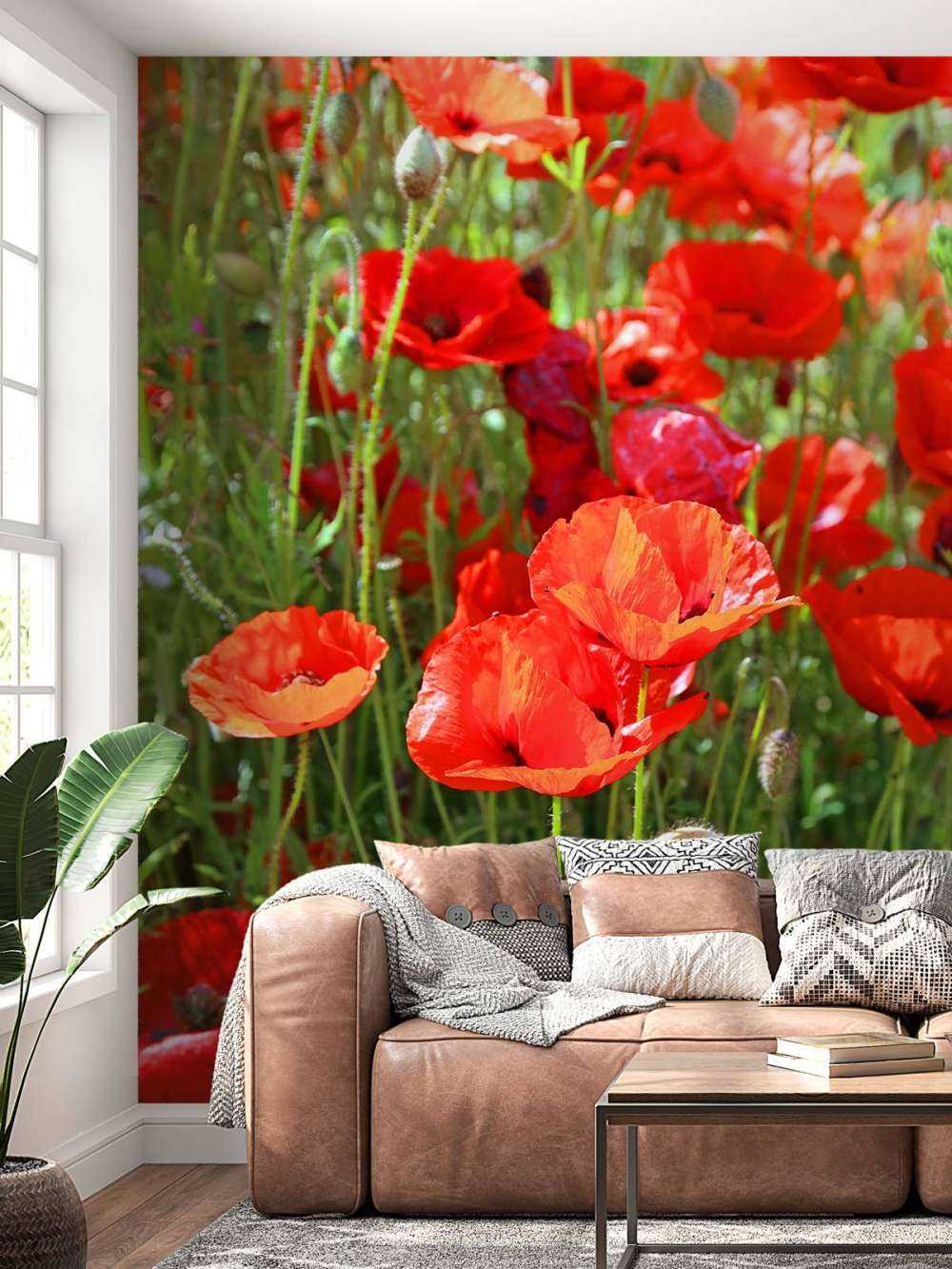 Nærbilde av valmuer