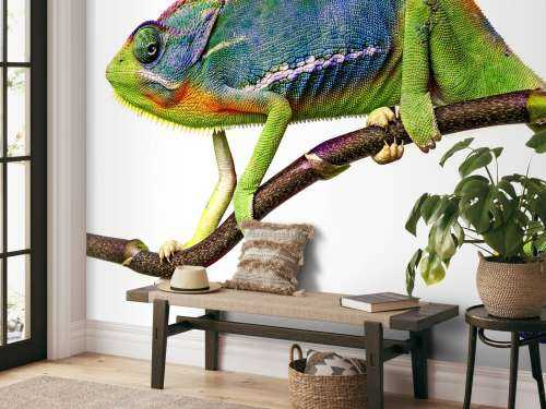 Kameleon