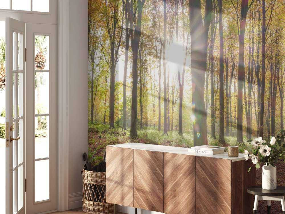 Sollys gjennom høstskogen