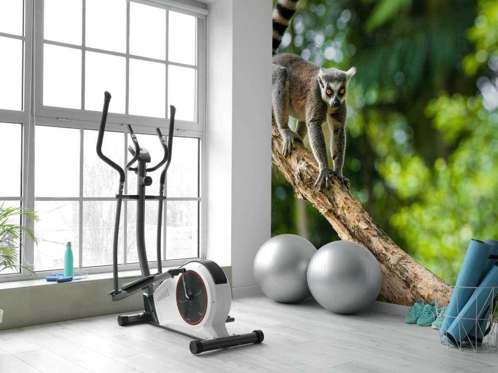 Ring-tailed ape i et tre