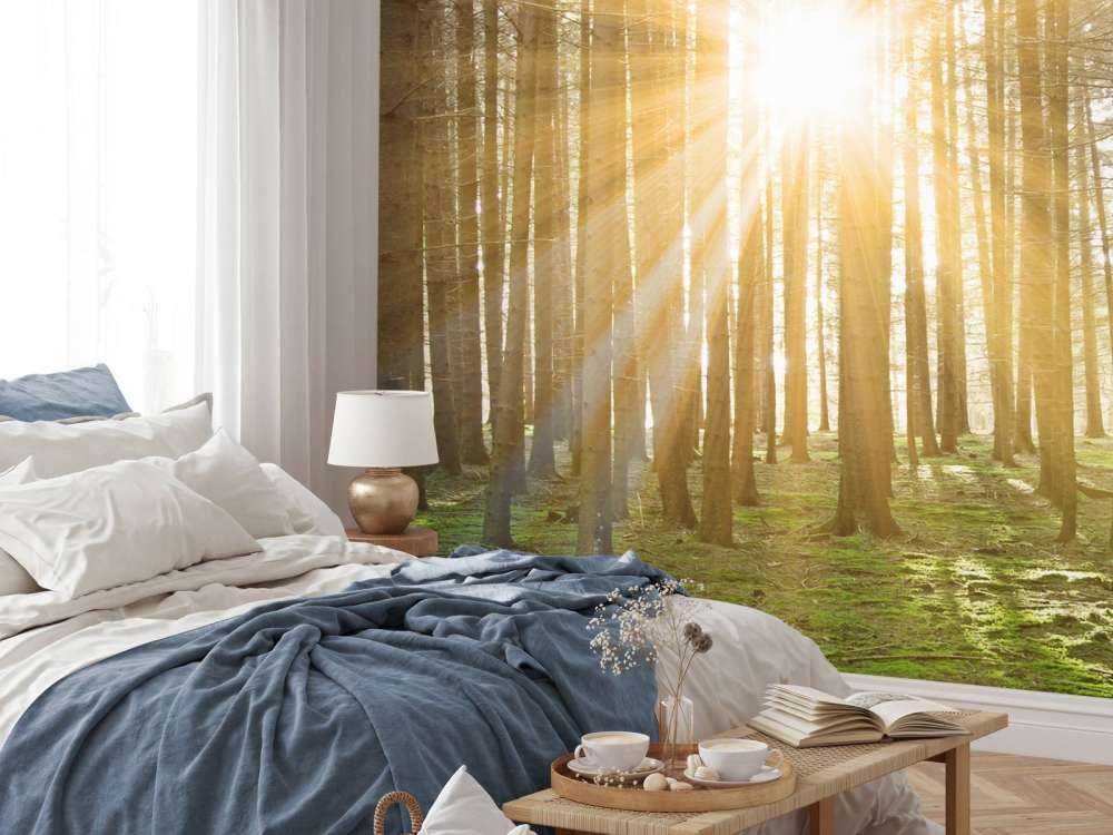 Furuskog med solskinn