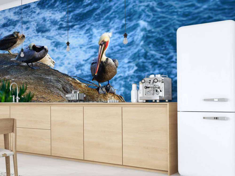 California Pelikaner