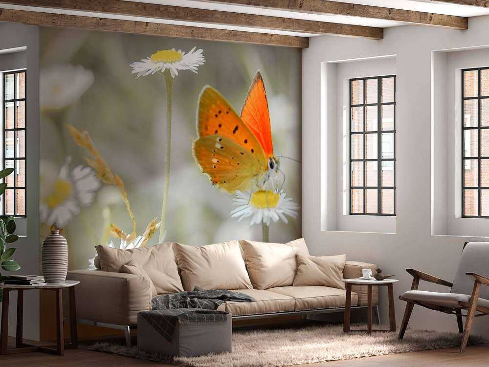 Tusenfryd og oransje sommerfugl