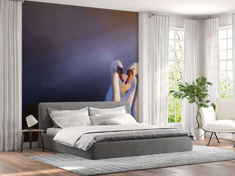 Elsker par hvide svaner