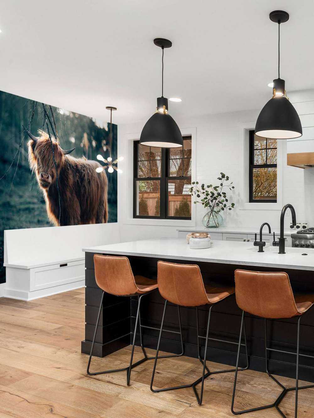 Scottish Highlander i udkanten af __skoven