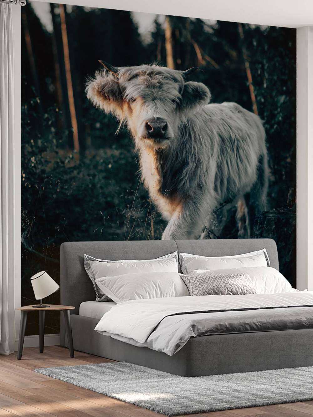 Skotsk highlander-unge