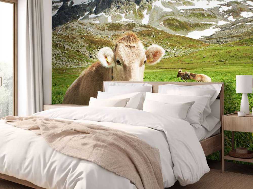 Østrigsk ko