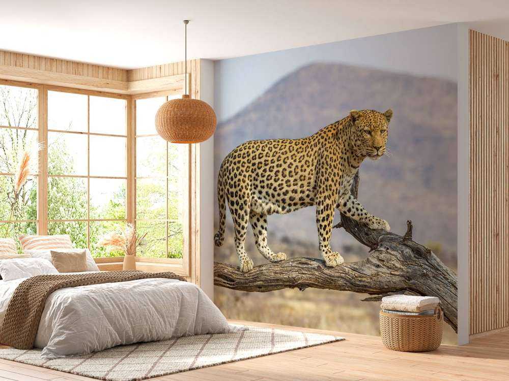 Leopard i Namibia