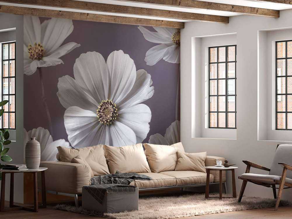 Cosmos blomster