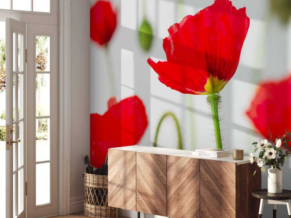 Närbild av röda vallmor