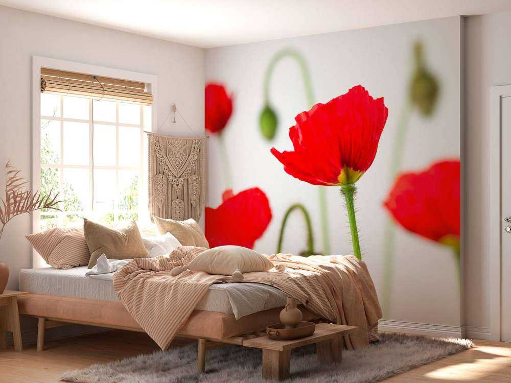 Närbild av röda vallmor