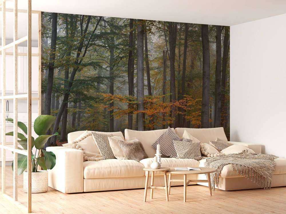 Höstfärger i dimmig skog