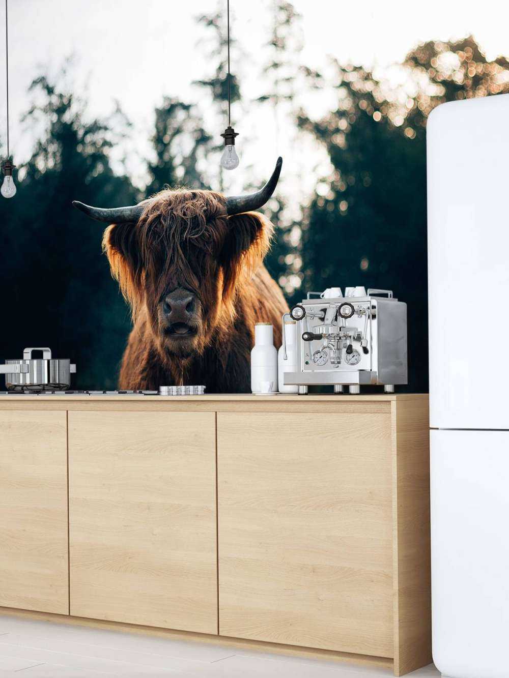 Skotsk highlander i morgonsolen