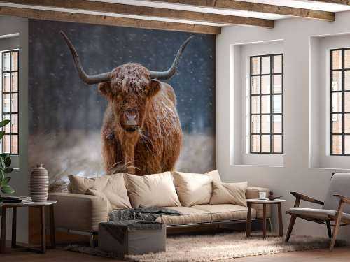 Snowy Highland cow