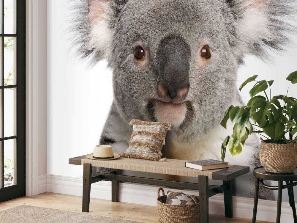 Foto av en koala