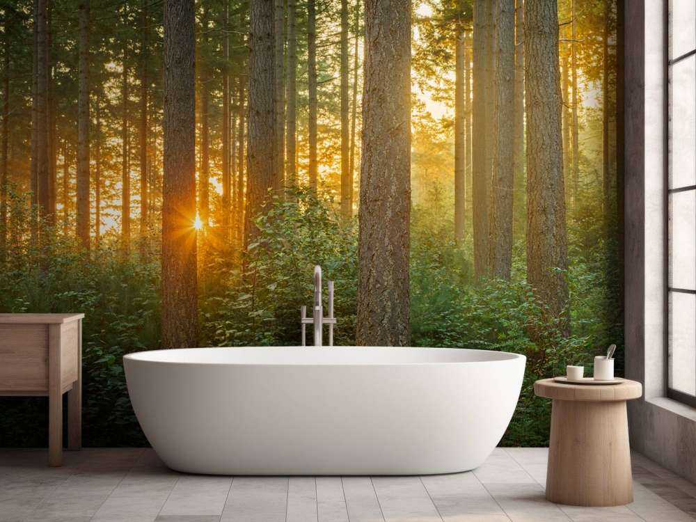 Solstråler i en barskog