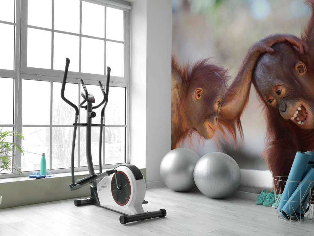 Baby orangutanger