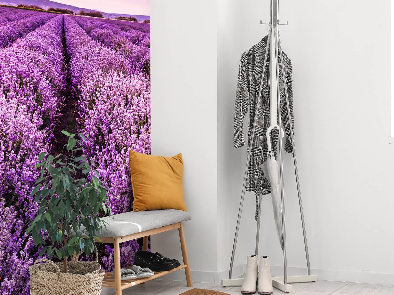 Lavendel buske