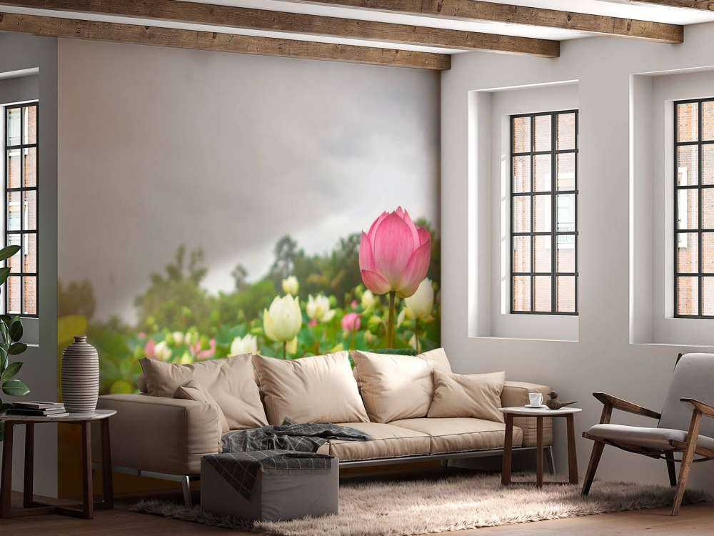 Lyserøde og hvide lotusblomster