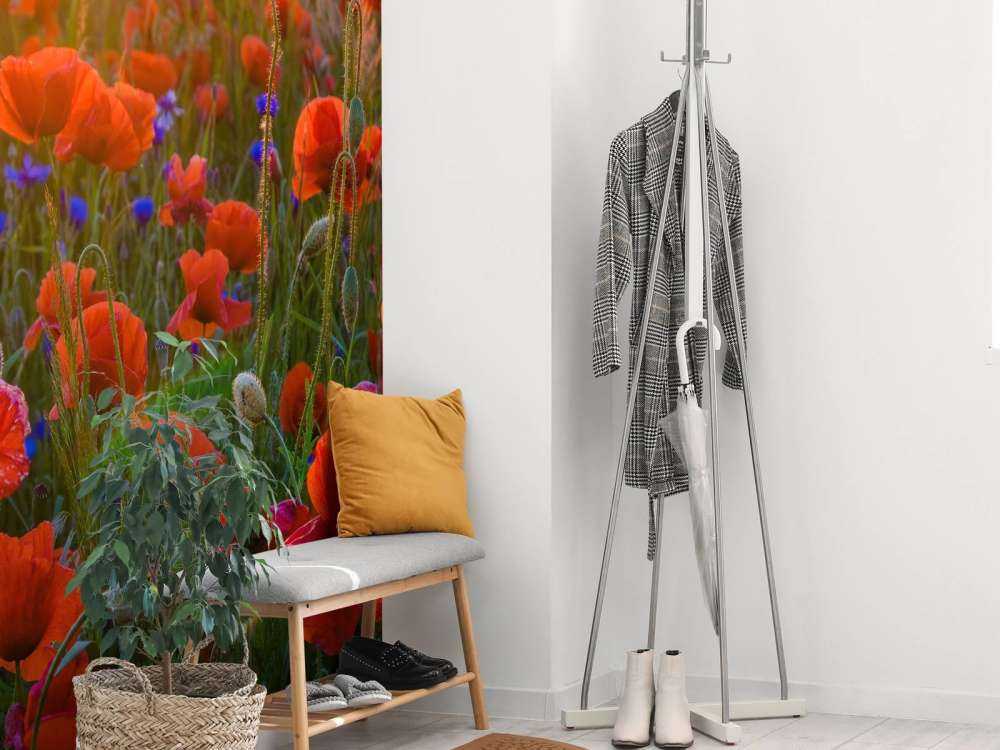 Valmuer med stigende sol