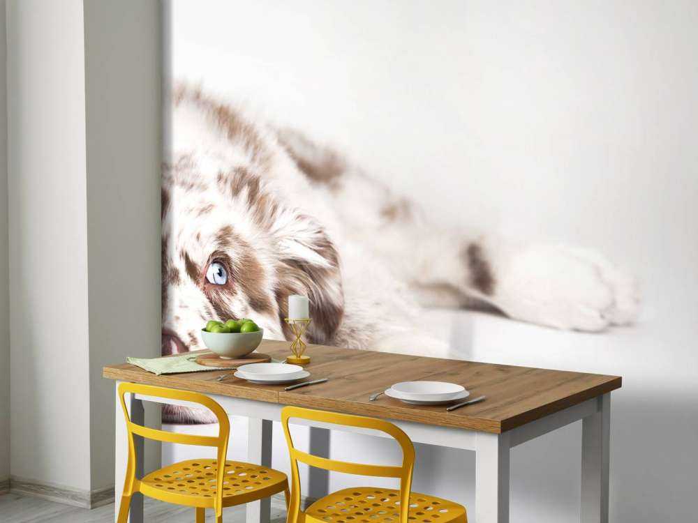Australian Shepherd