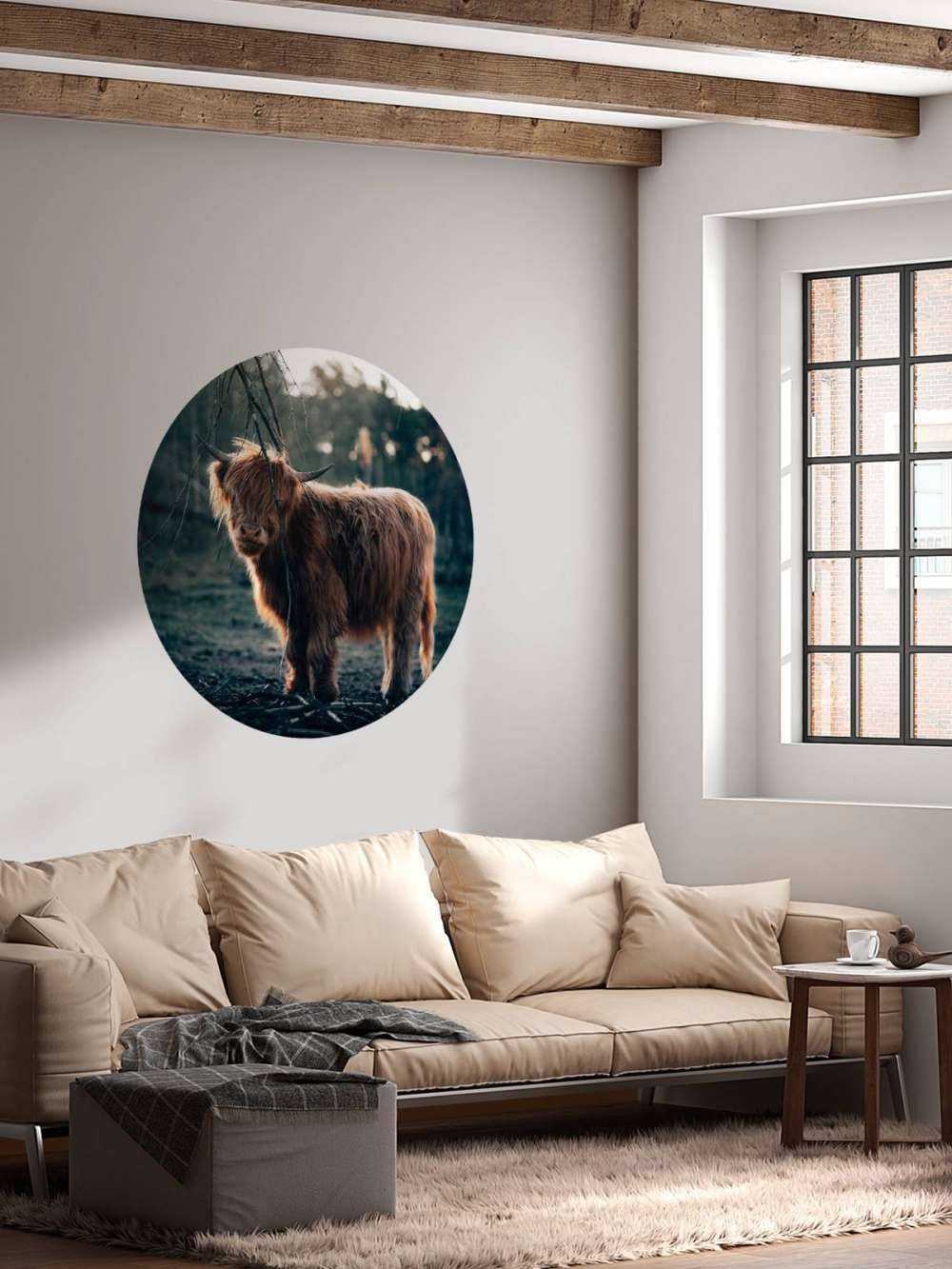 Scottish Highlander i udkanten af __skoven