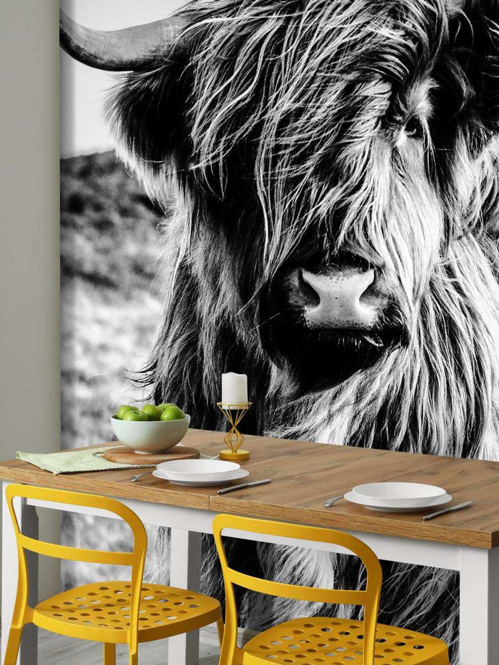 Scottish højlander i sort og hvid