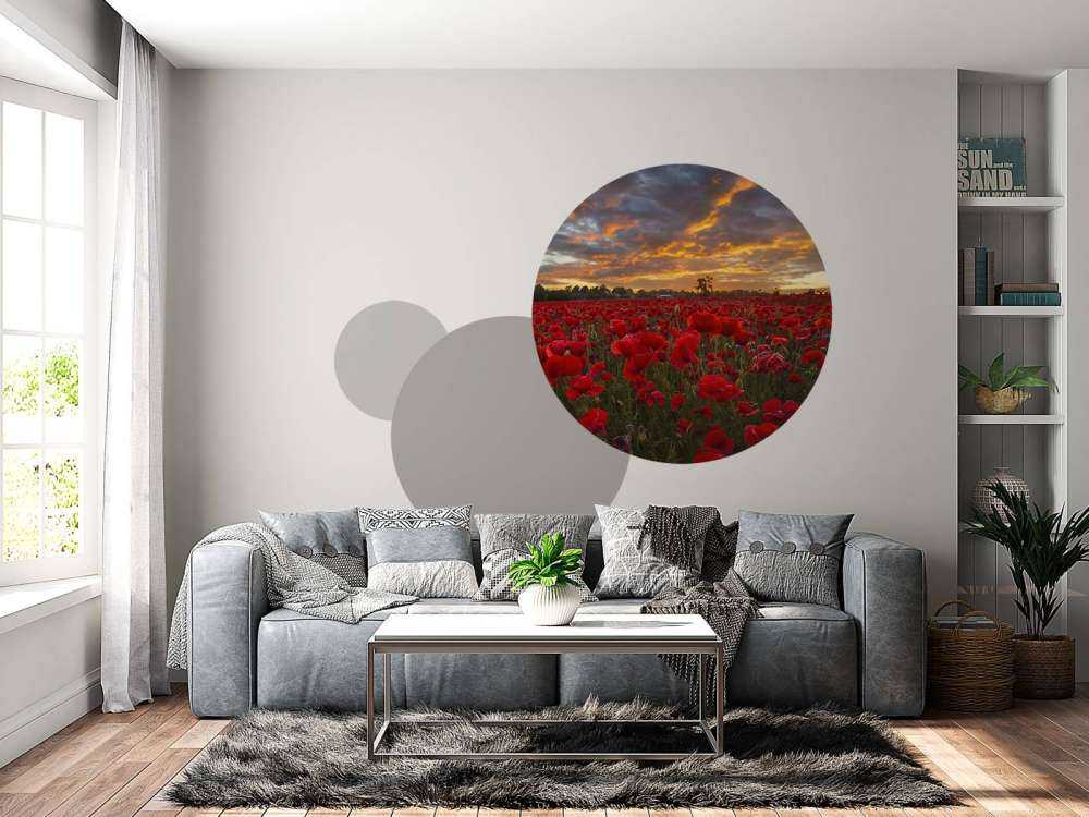 Valmuer mark med smuk himmel