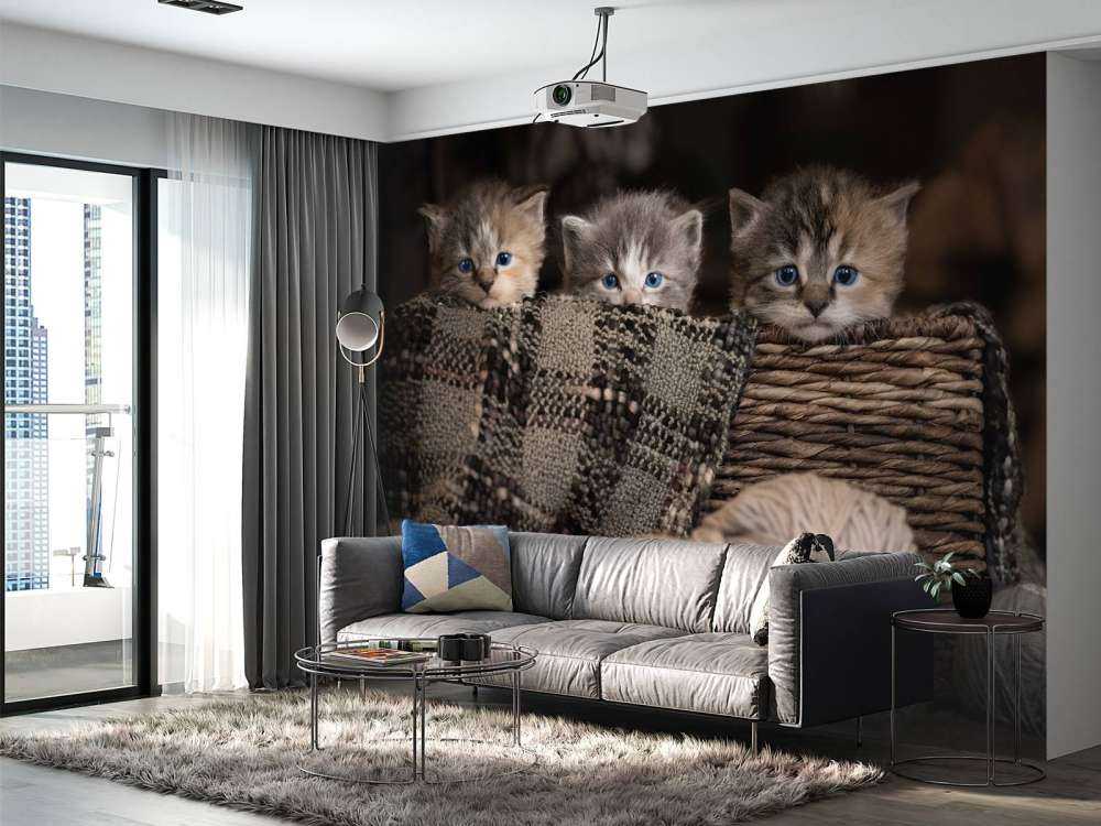 Tre kattungar i en korg