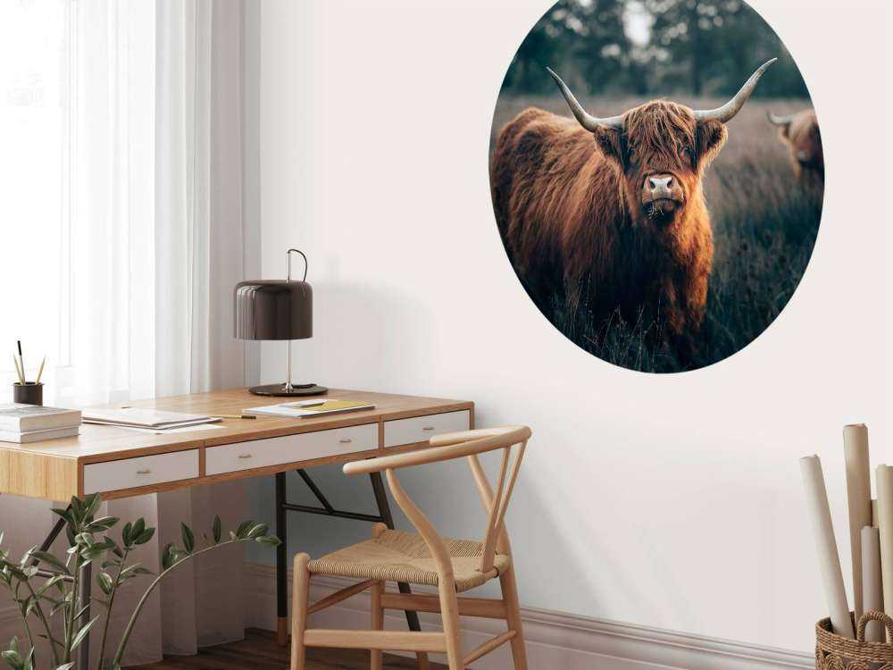 Skotsk högländare i närbild