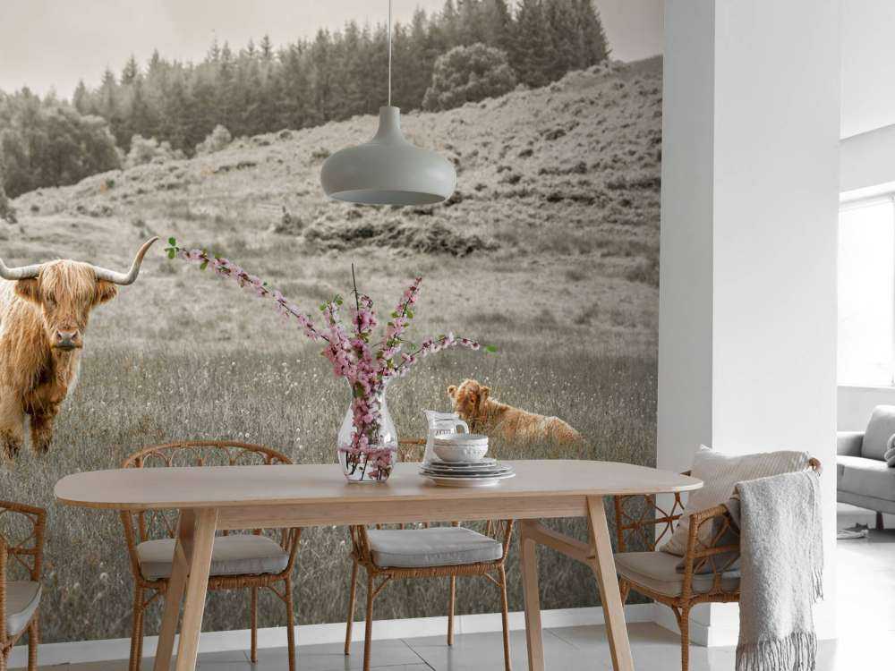 Skotsk highlander med kalv