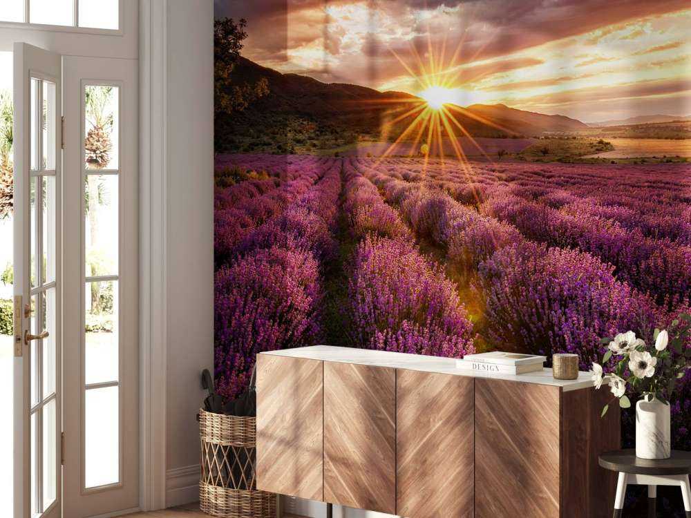Lavendel under solen